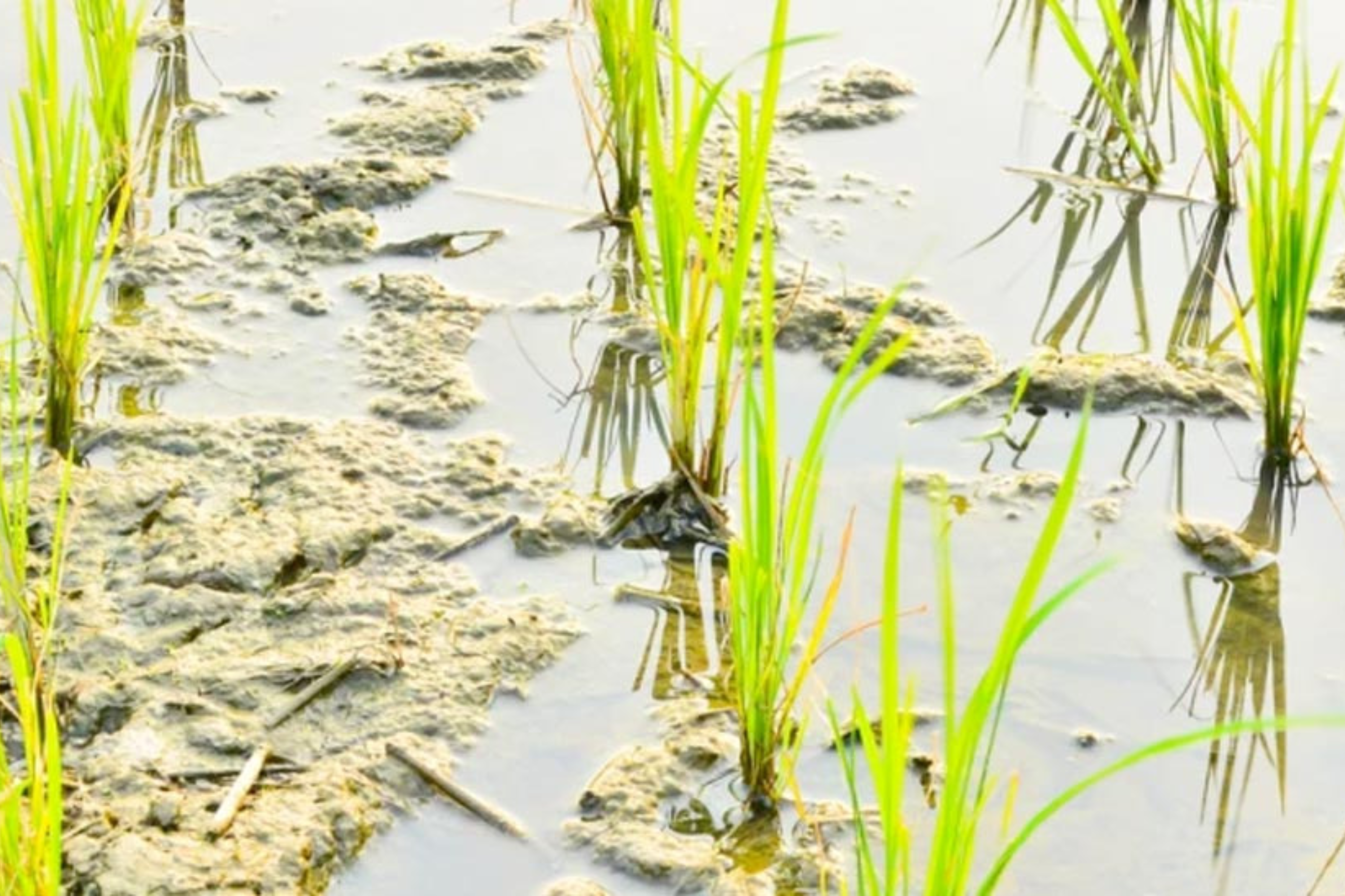 Imagen de un campo de cultivo anegado.